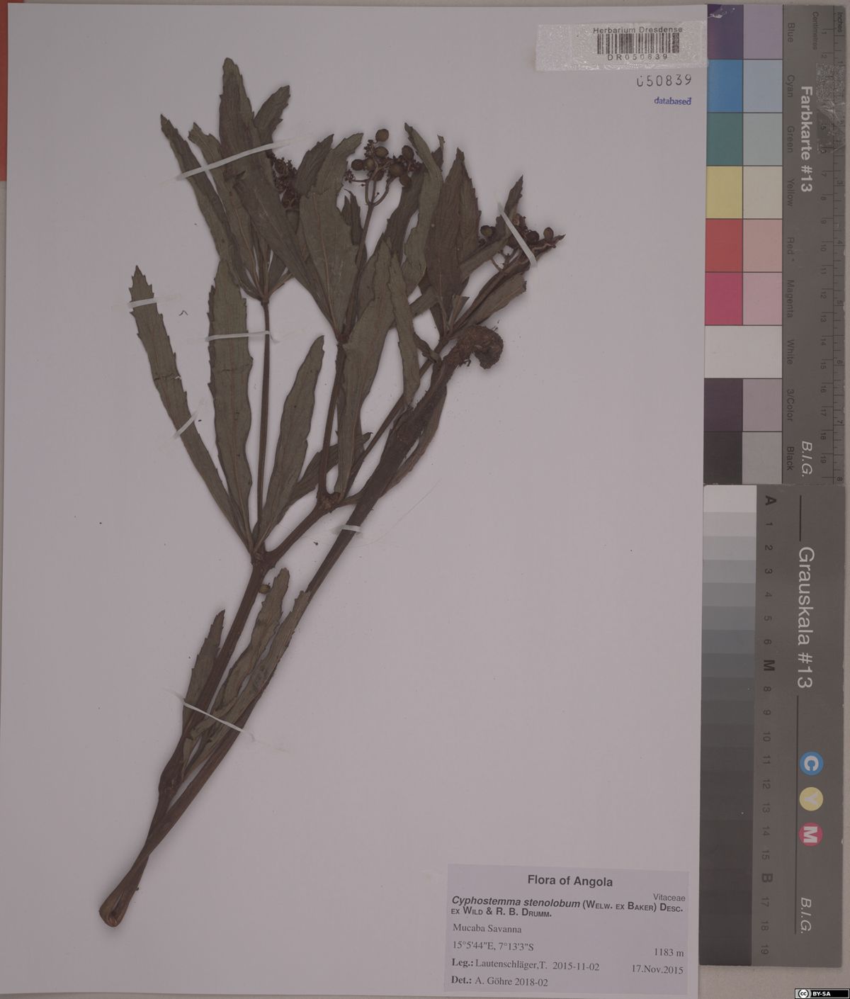 Cyphostemma stenolobum