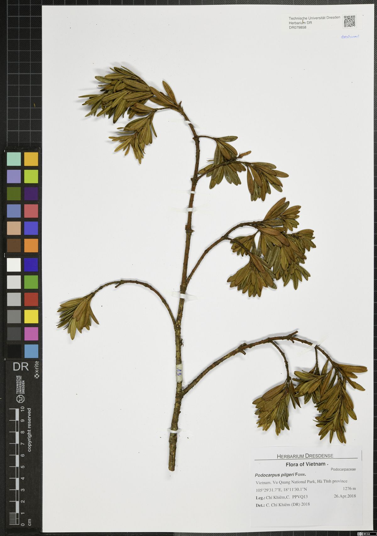 Podocarpus pilgeri — ảnh 2