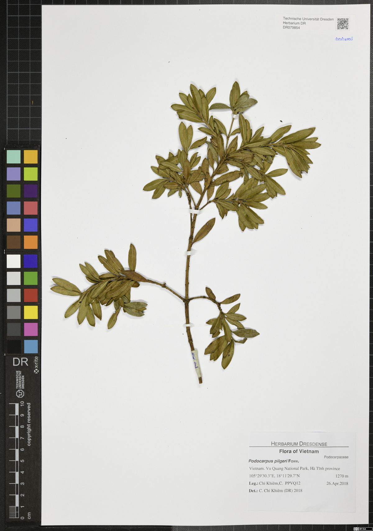 Podocarpus pilgeri — ảnh 3