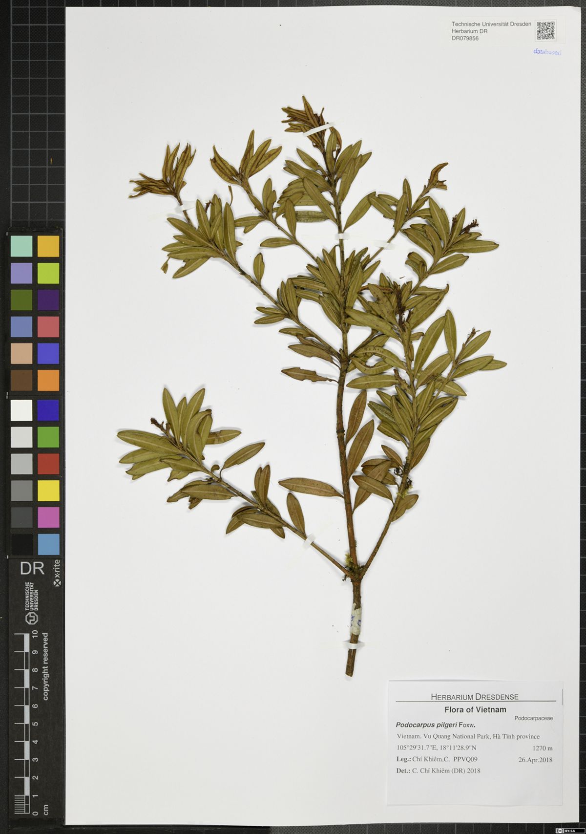 Podocarpus pilgeri (Podocarpus pilgeri)