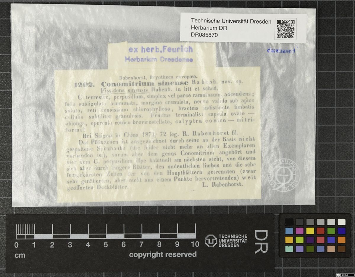 Fissidens crenulatus — ảnh 3