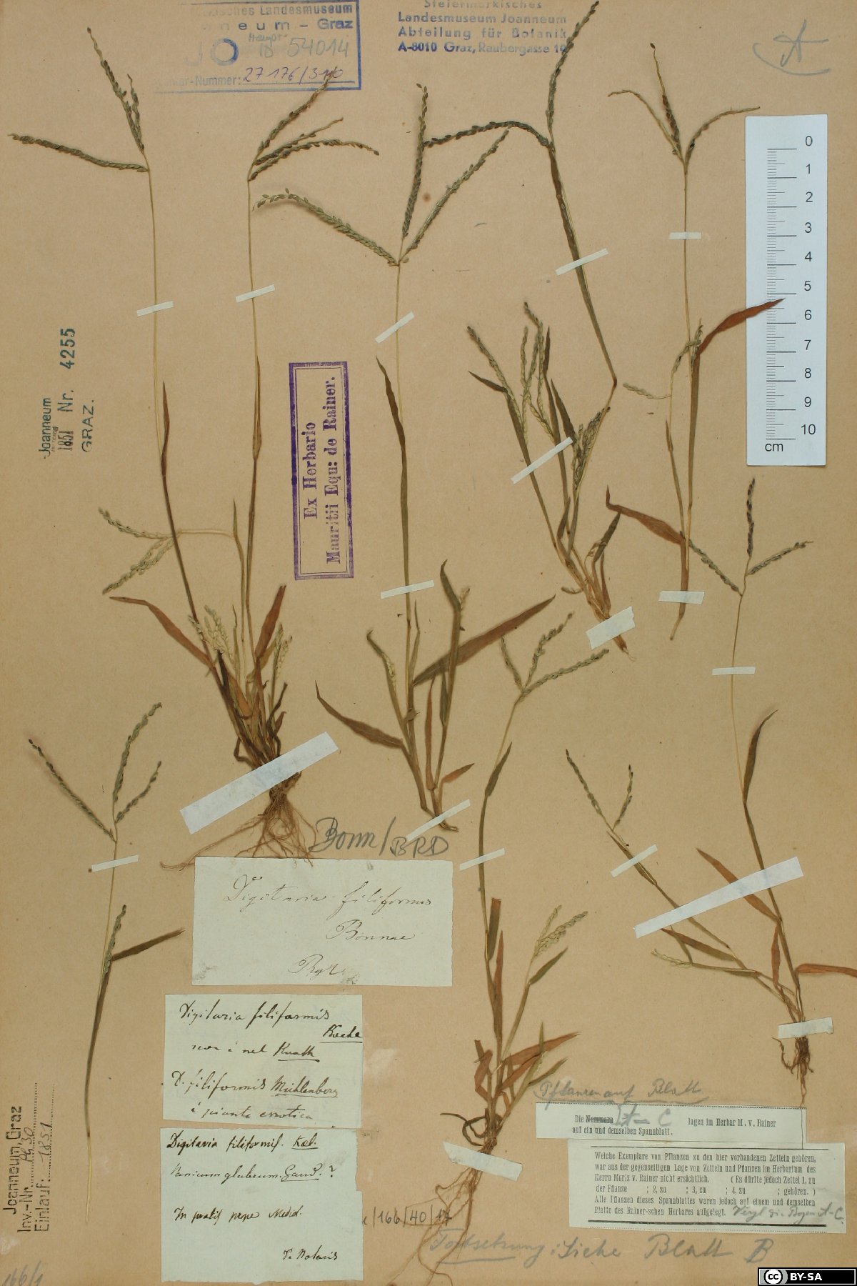 Eduard August von Regel - Virtual Herbaria