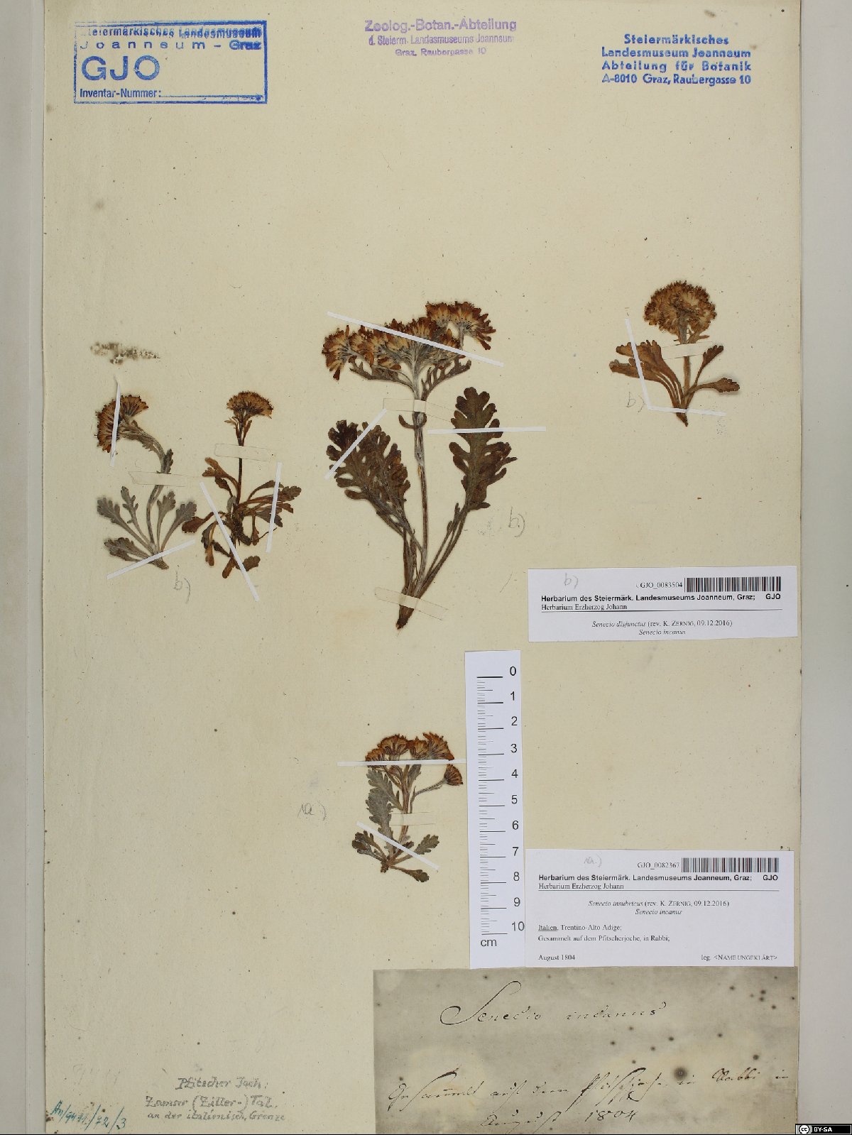 Artemisia genipi (Black Wormwood)