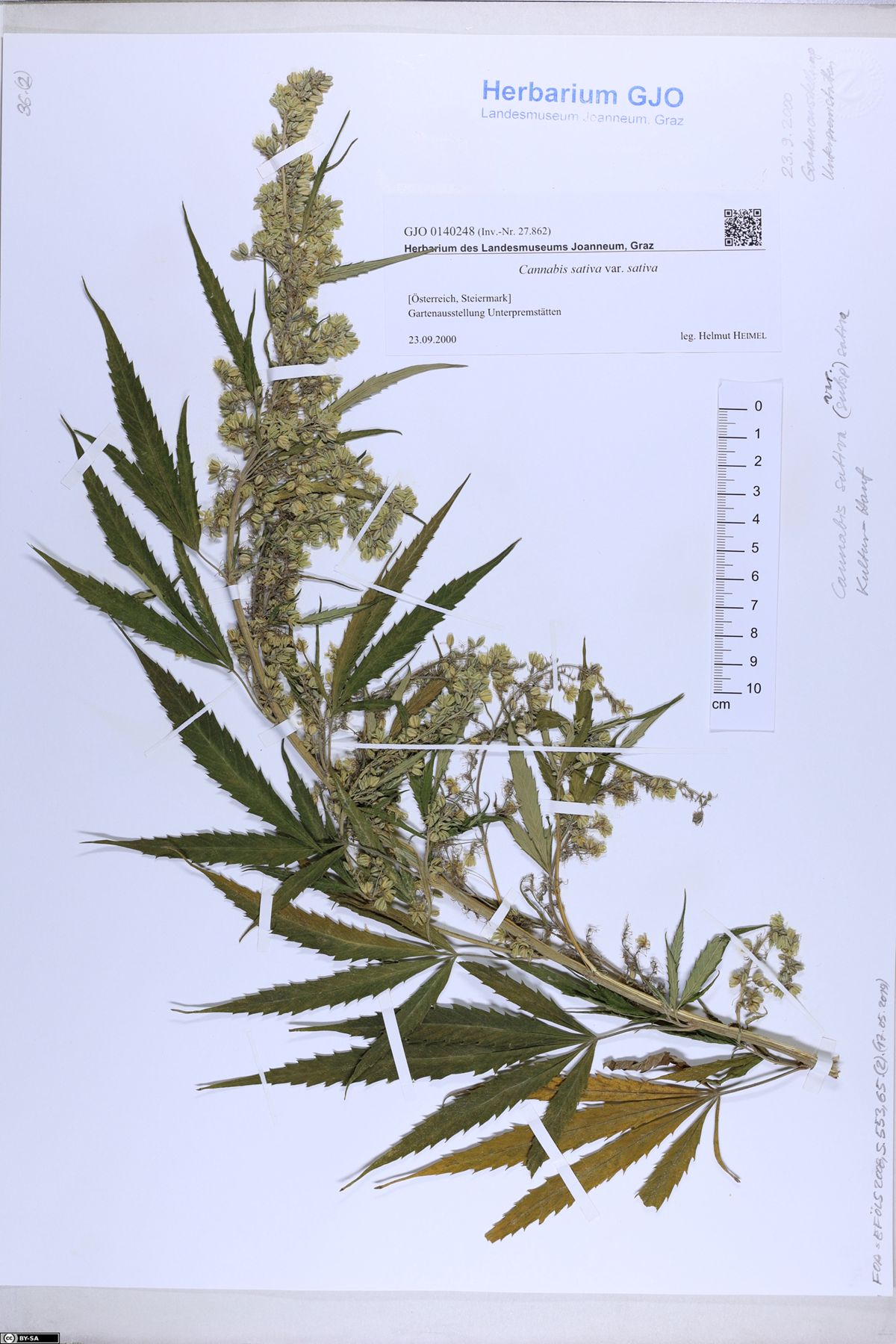 <em class="gbifHl">Cannabis sativa sativa</em>