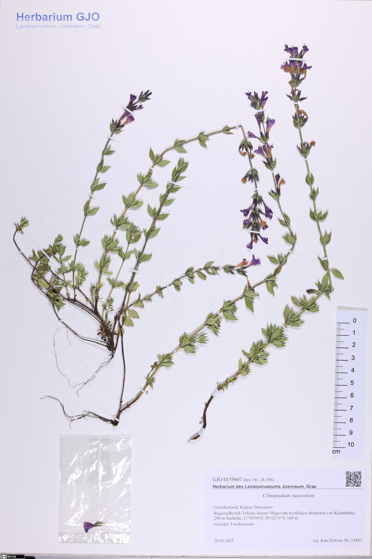 Mediterranean savory