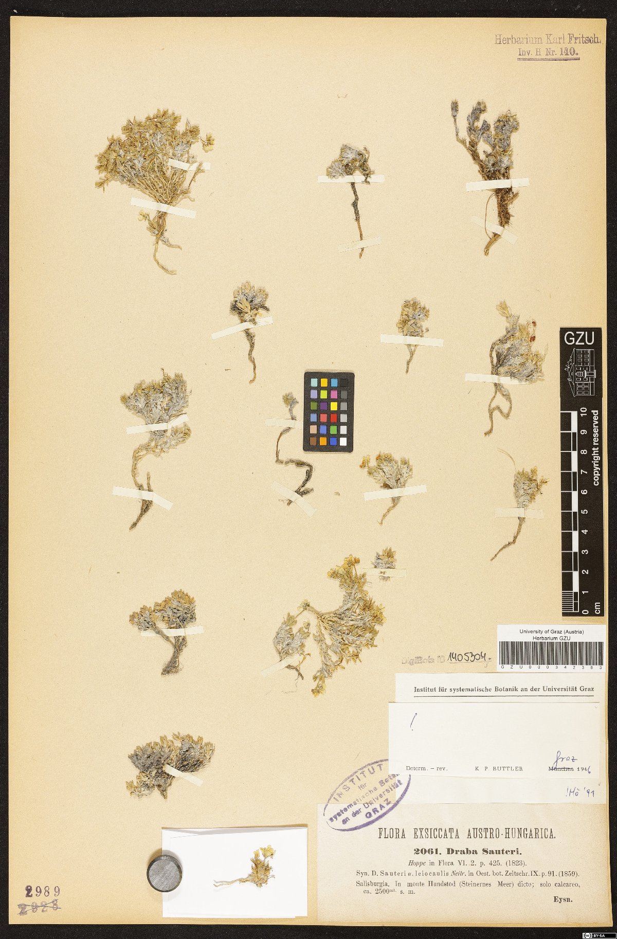 Draba sauteri Hoppe