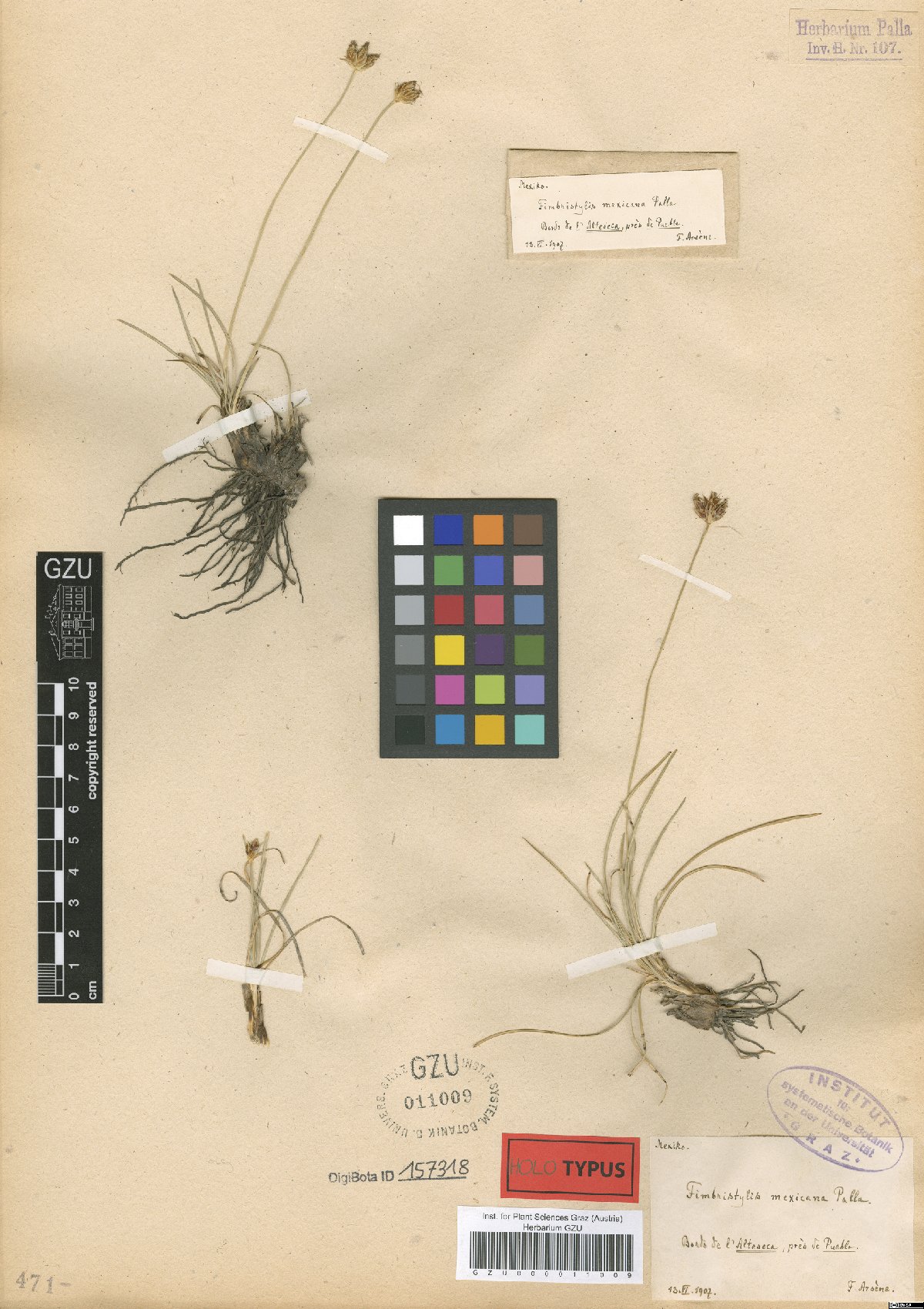 To GBIF, Karl-Franzens-Universität Graz (Fimbristylis mexicana GZU000011009 holotype 1)