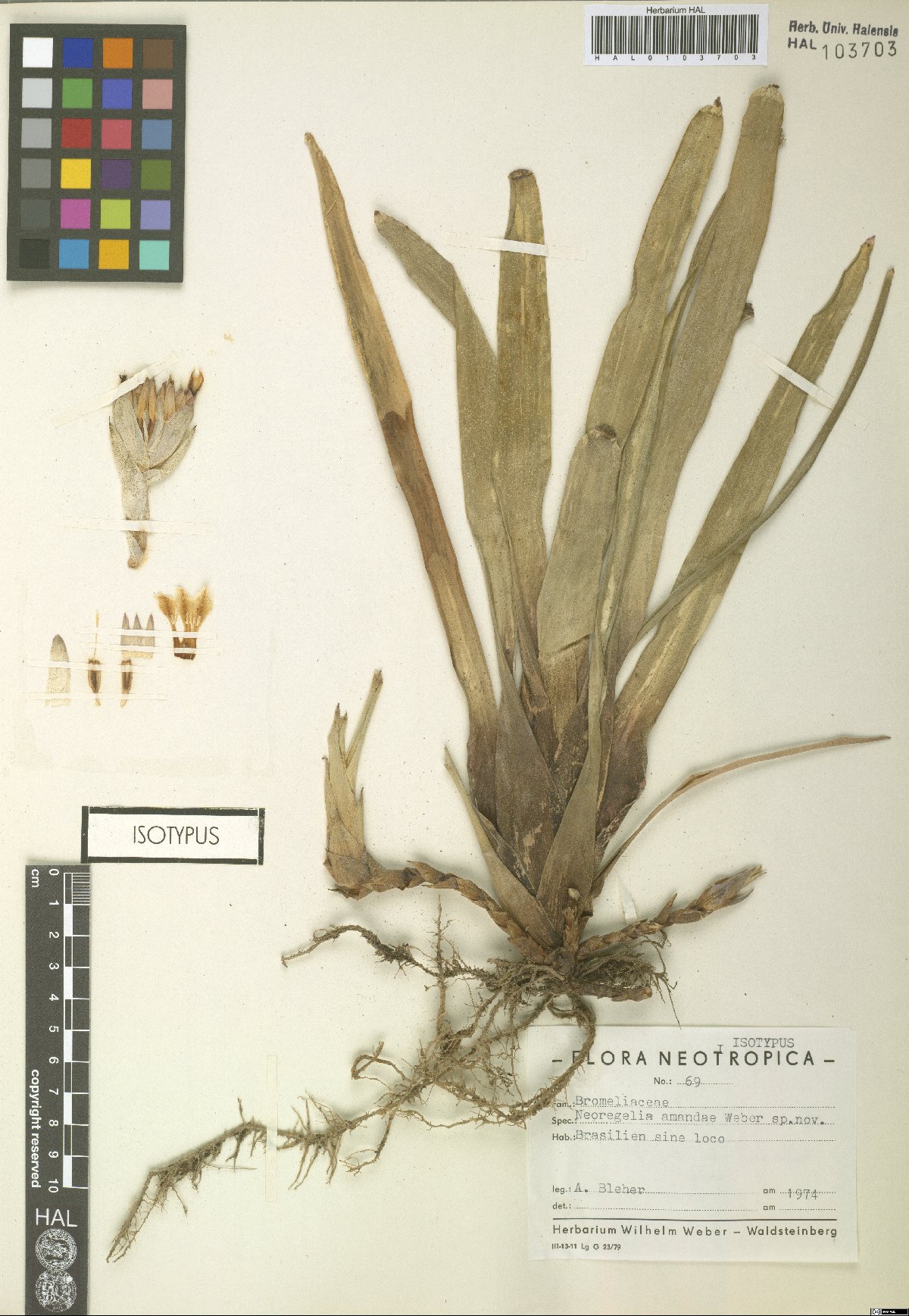 Neoregelia amandae W.Weber 2