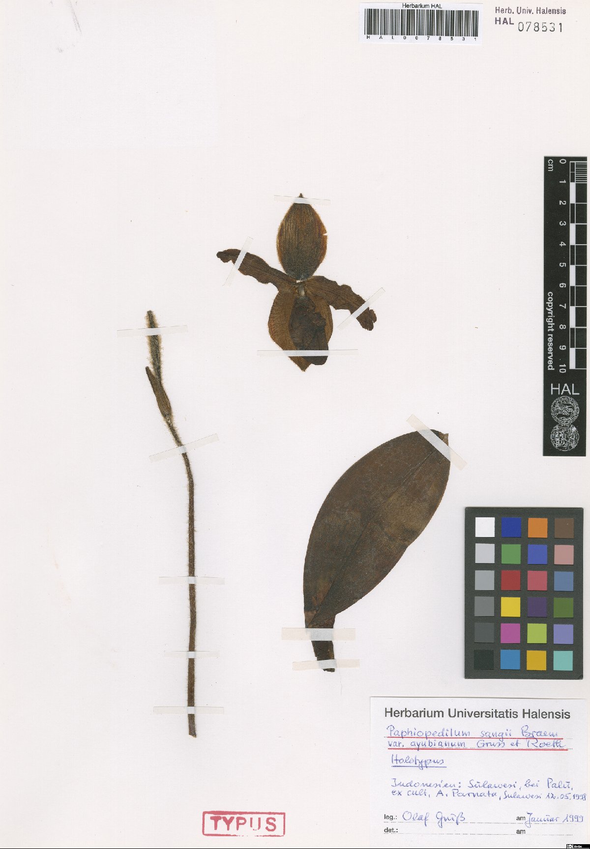 Ayubianum Slipper Orchid