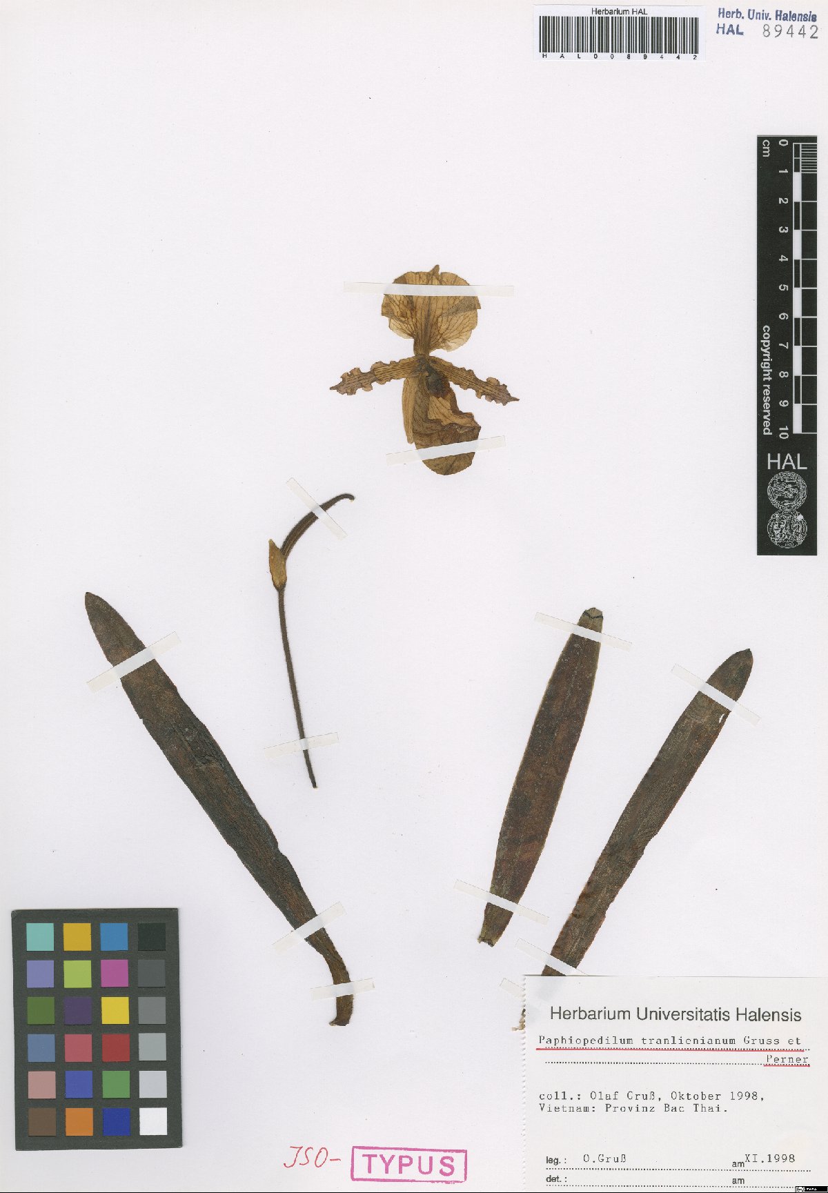 Lan Hài Trần Liên – Paphiopedilum tranlienianum