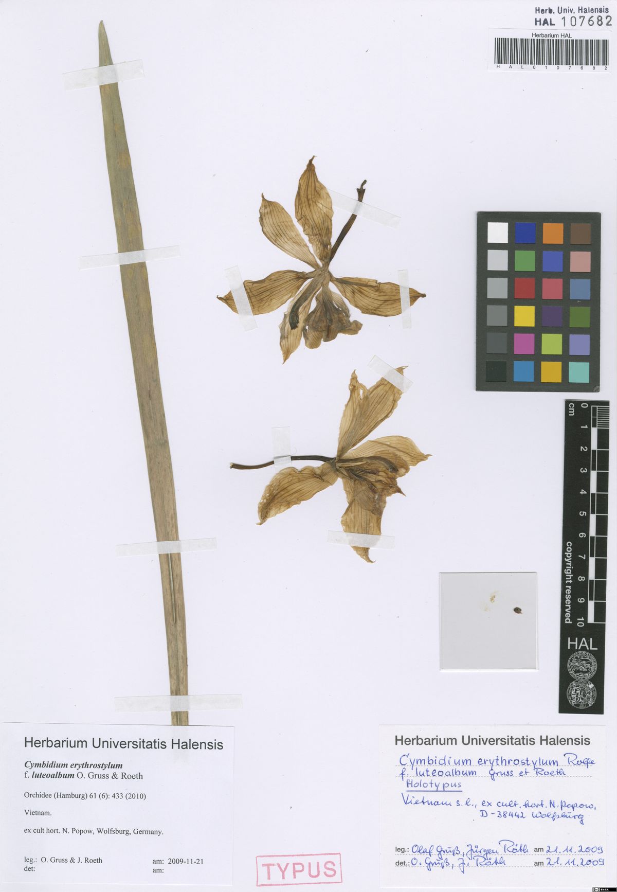 Cymbidium erythrostylum (Cymbidium erythrostylum)