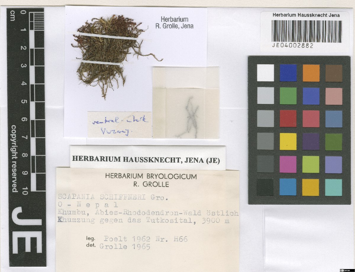 Scapania ciliatospinosa (Scapania ciliatospinosa)