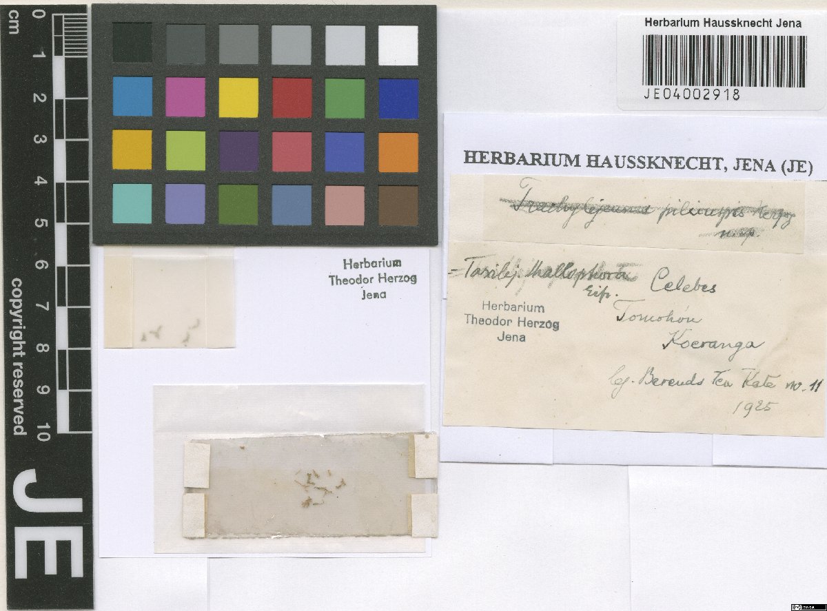 Lejeunea thallophora (Lejeunea thallophora)