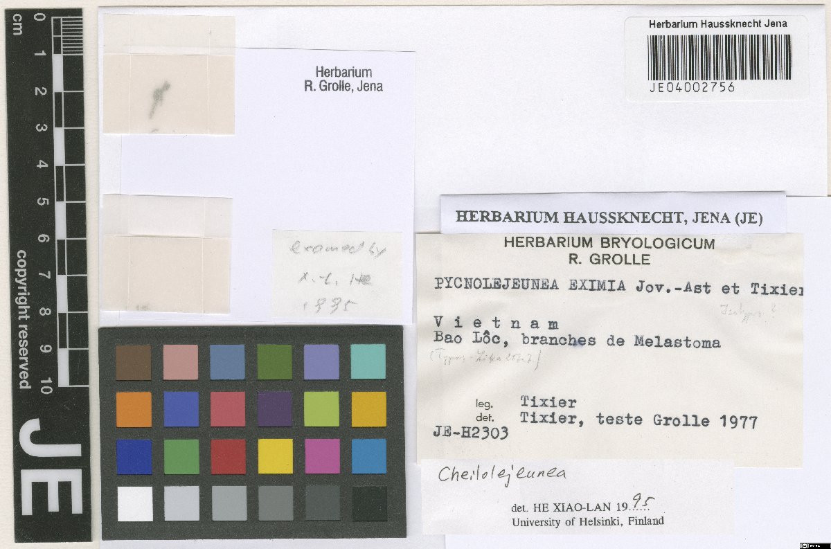 Cheilolejeunea eximia (Cheilolejeunea eximia)