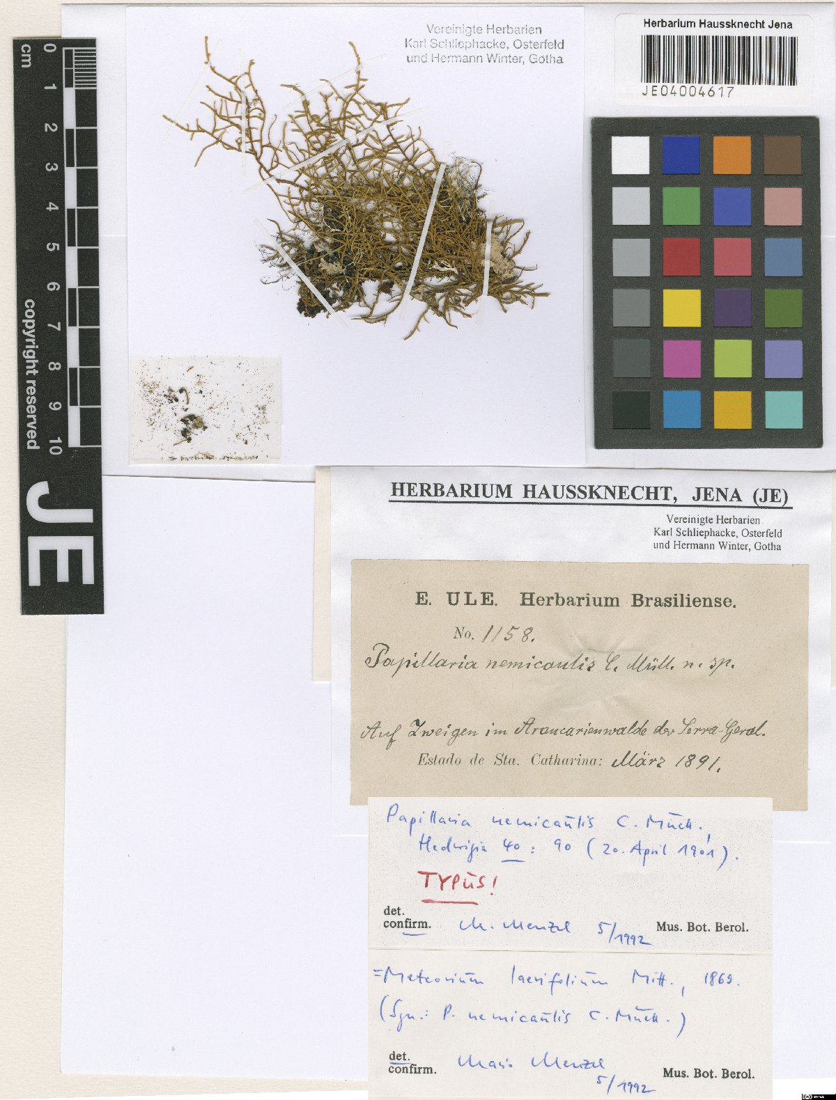 Cryptopapillaria penicillata photograph 5
