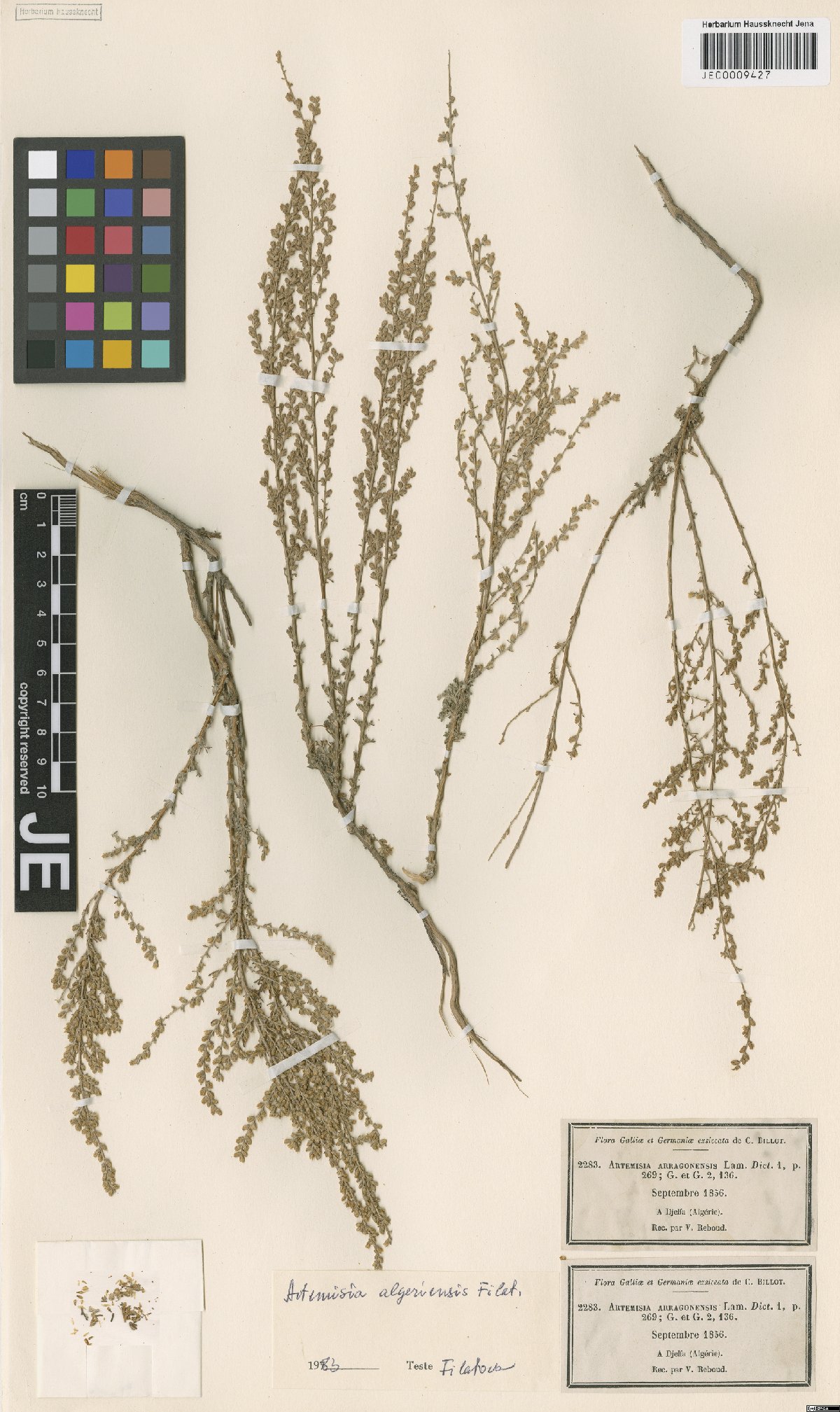 Artemisia algeriensis (Algerian Wormwood)