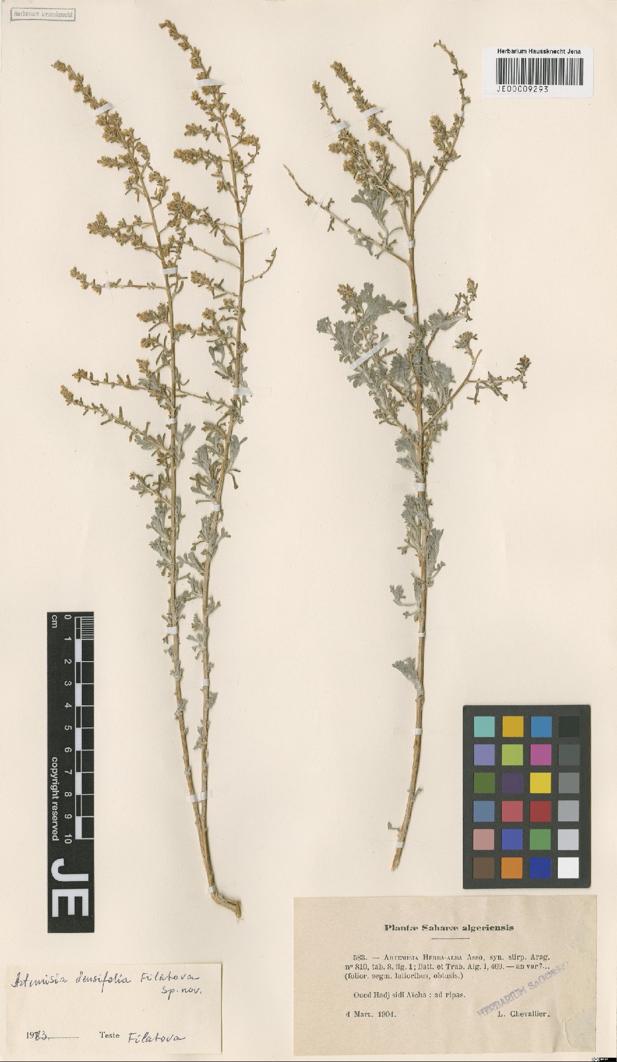 Artemisia saharae