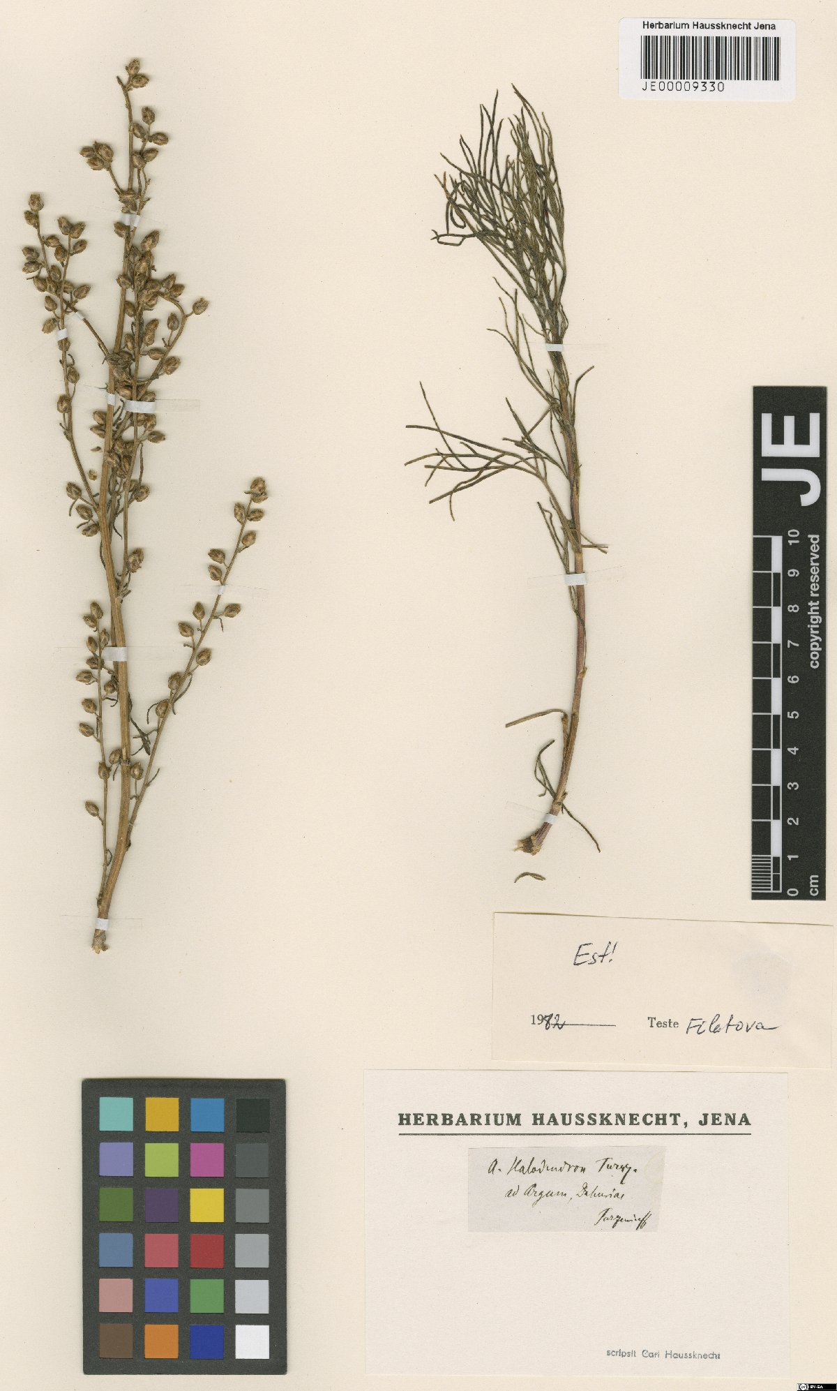 Artemisia halodendron Turcz. ex Besser