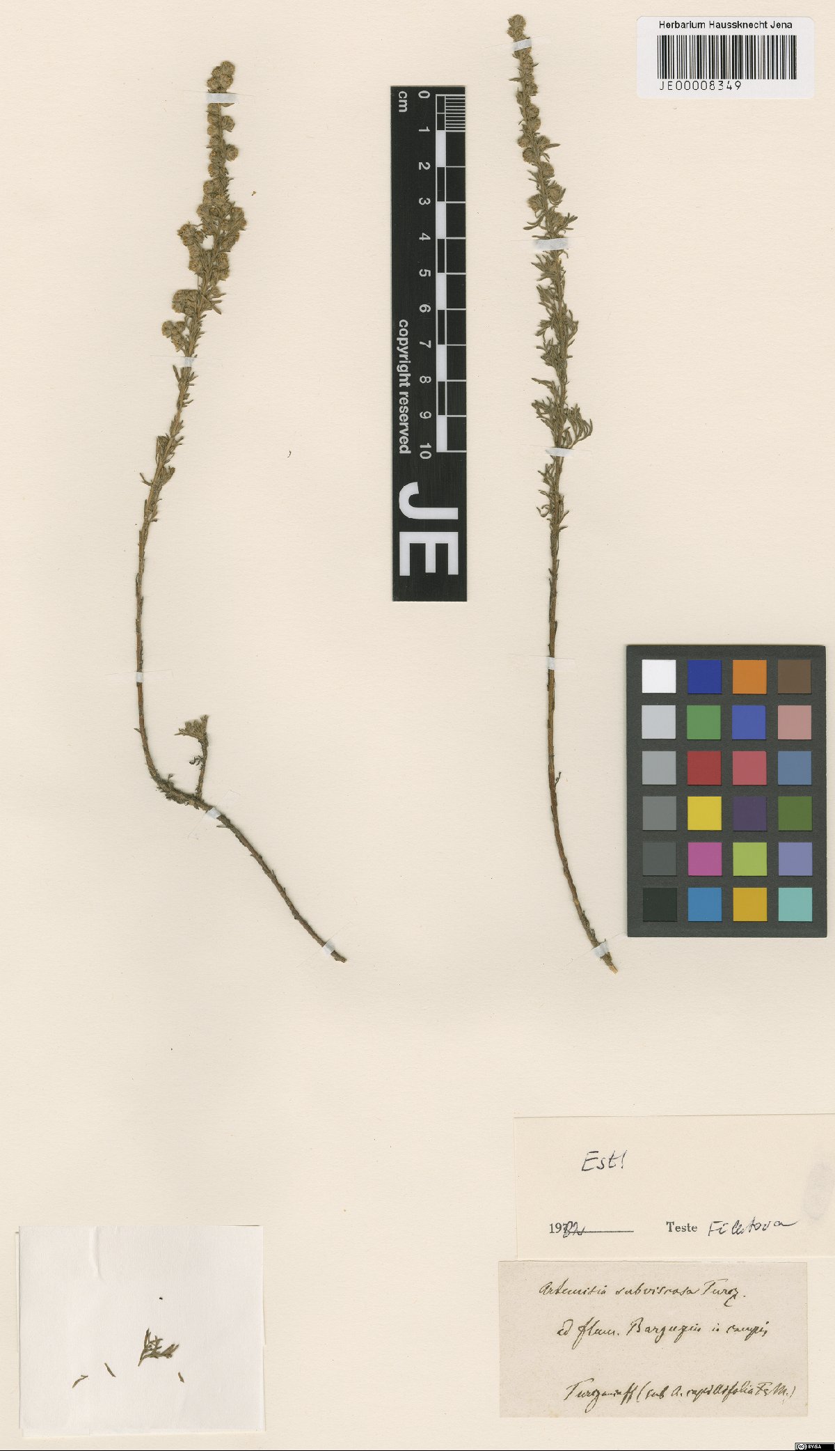 Artemisia subviscosa Turcz. ex Besser