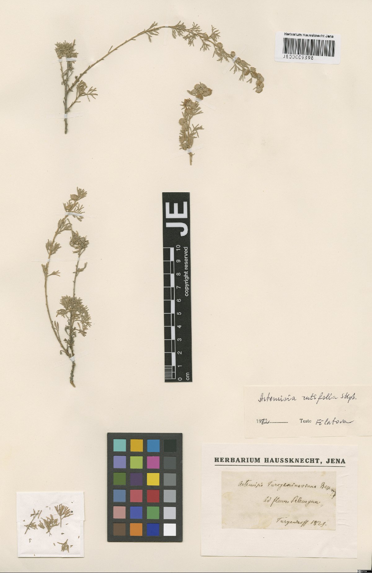 Artemisia rutifolia Stephan ex Spreng.