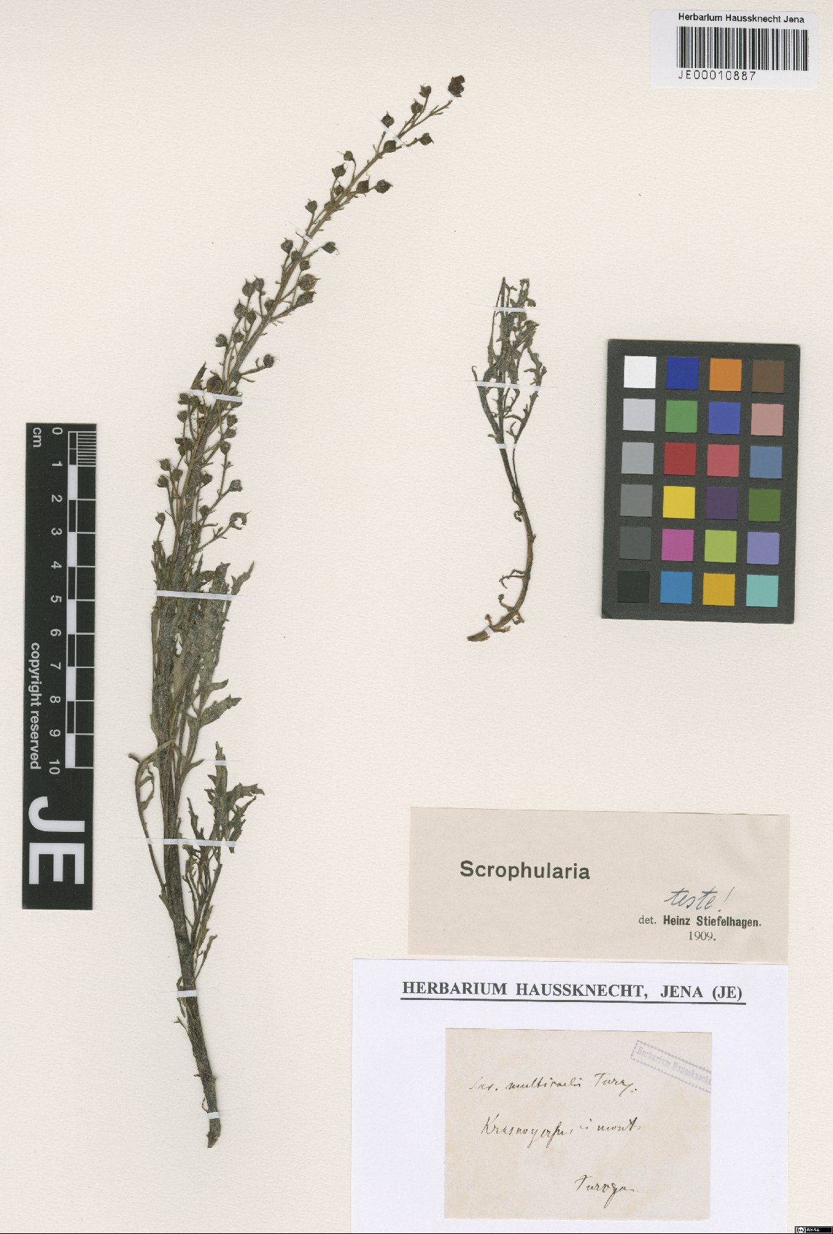 Scrophularia multicaulis Turcz.