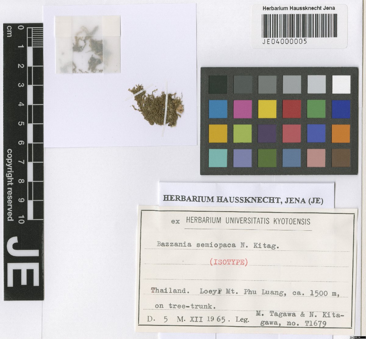 Bazzania asperrima (Bazzania asperrima)