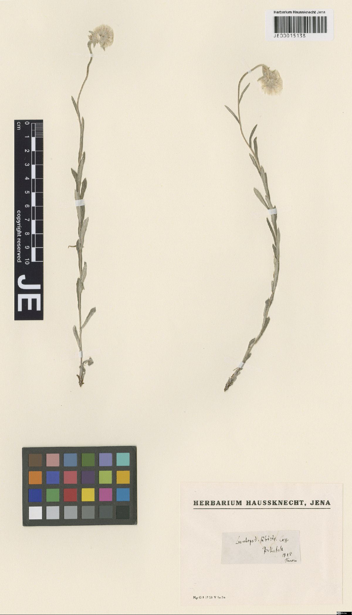 Leontopodium leontopodioides (Willd.) Beauverd