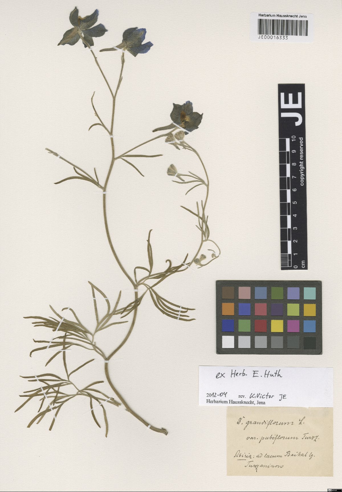 Delphinium grandiflorum L.