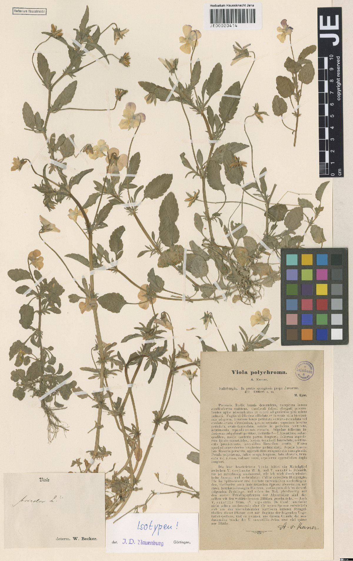 Viola tricolor L.