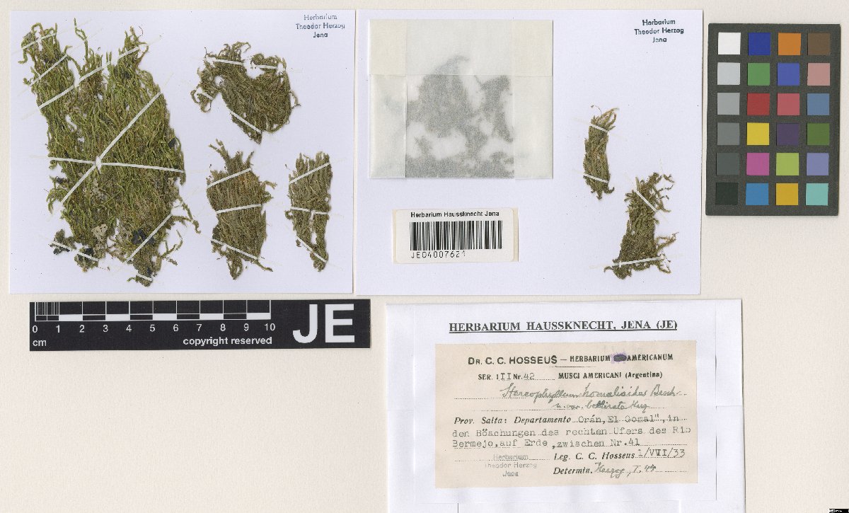 Entodontopsis nitens photograph 5
