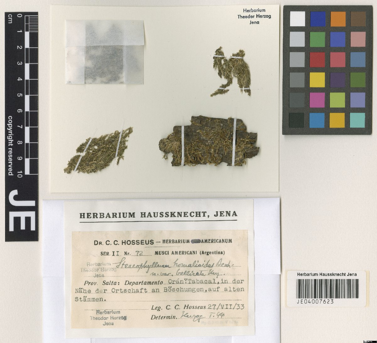 Entodontopsis nitens photograph 6