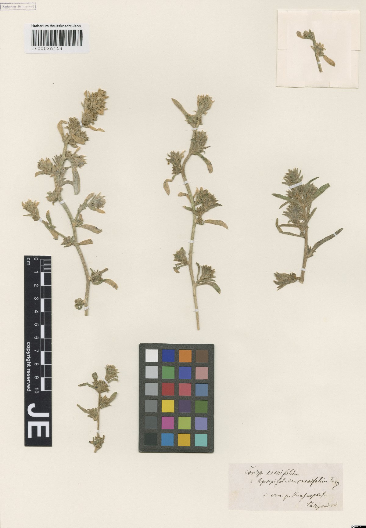 Corispermum crassifolium Turcz.