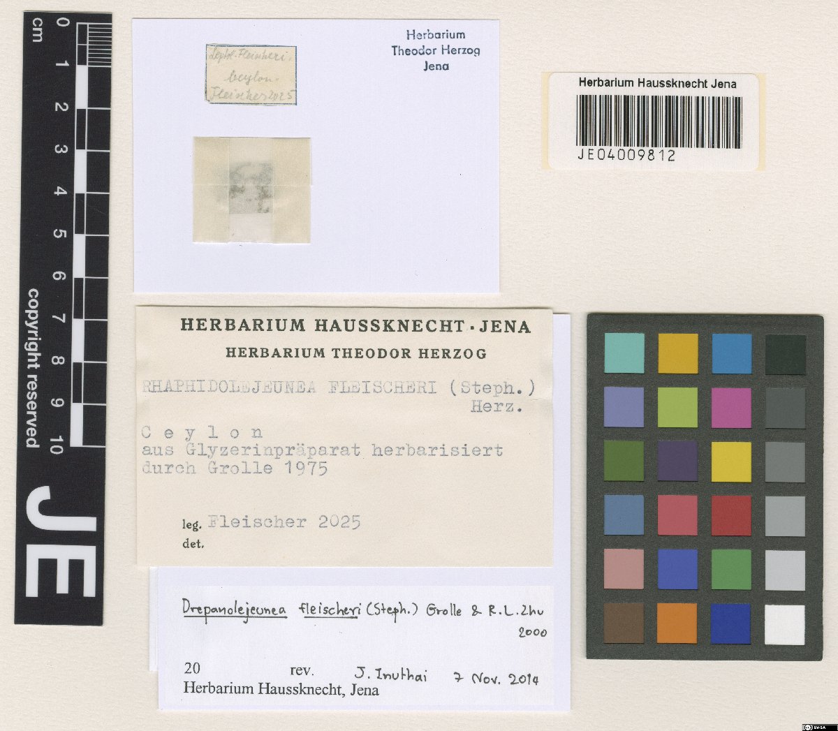 Drepanolejeunea fleischeri (Drepanolejeunea fleischeri)
