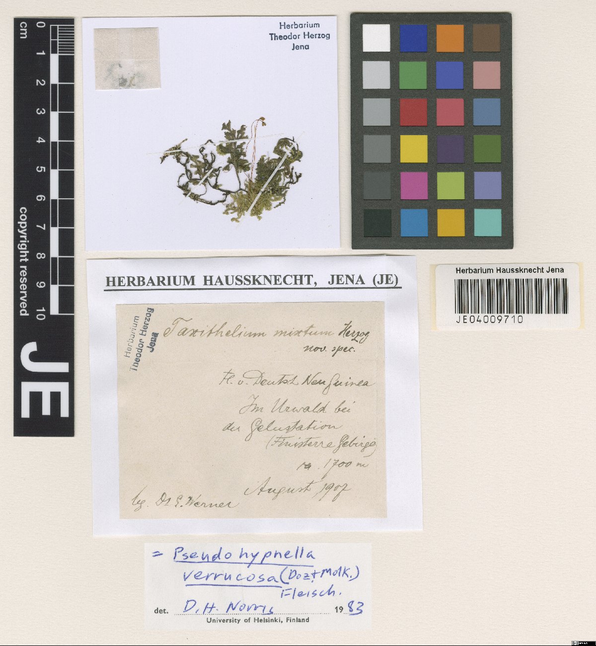 Pseudohypnella verrucosa (Pseudohypnella verrucosa)