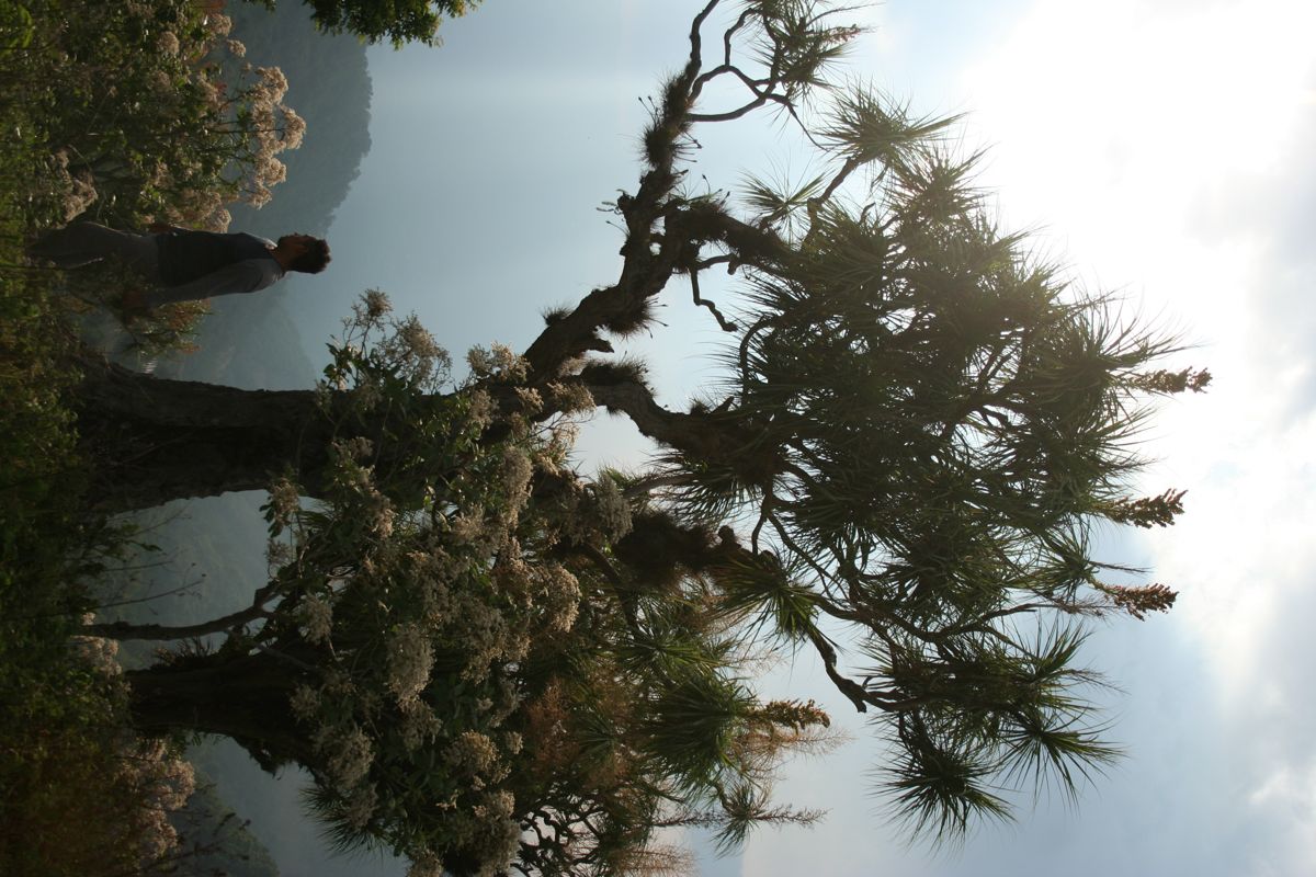 Beaucarnea guatemalensis