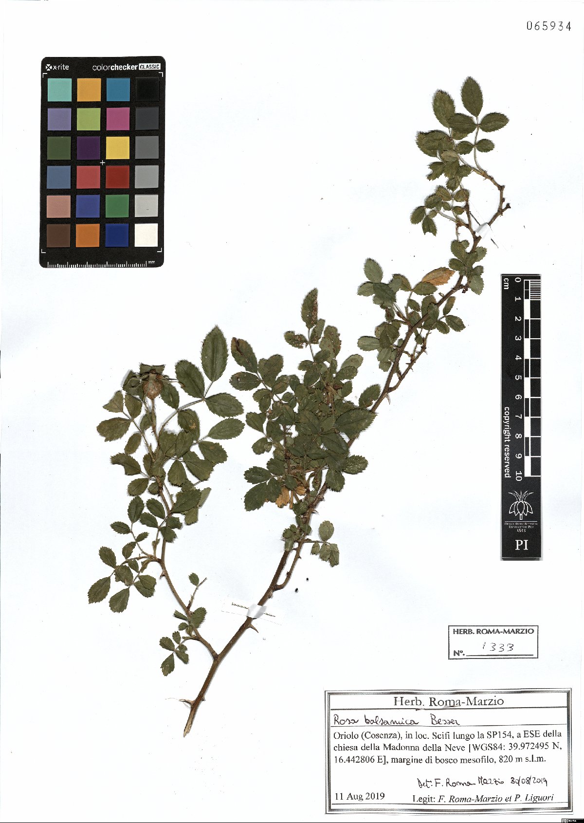 Specimen PI-65934