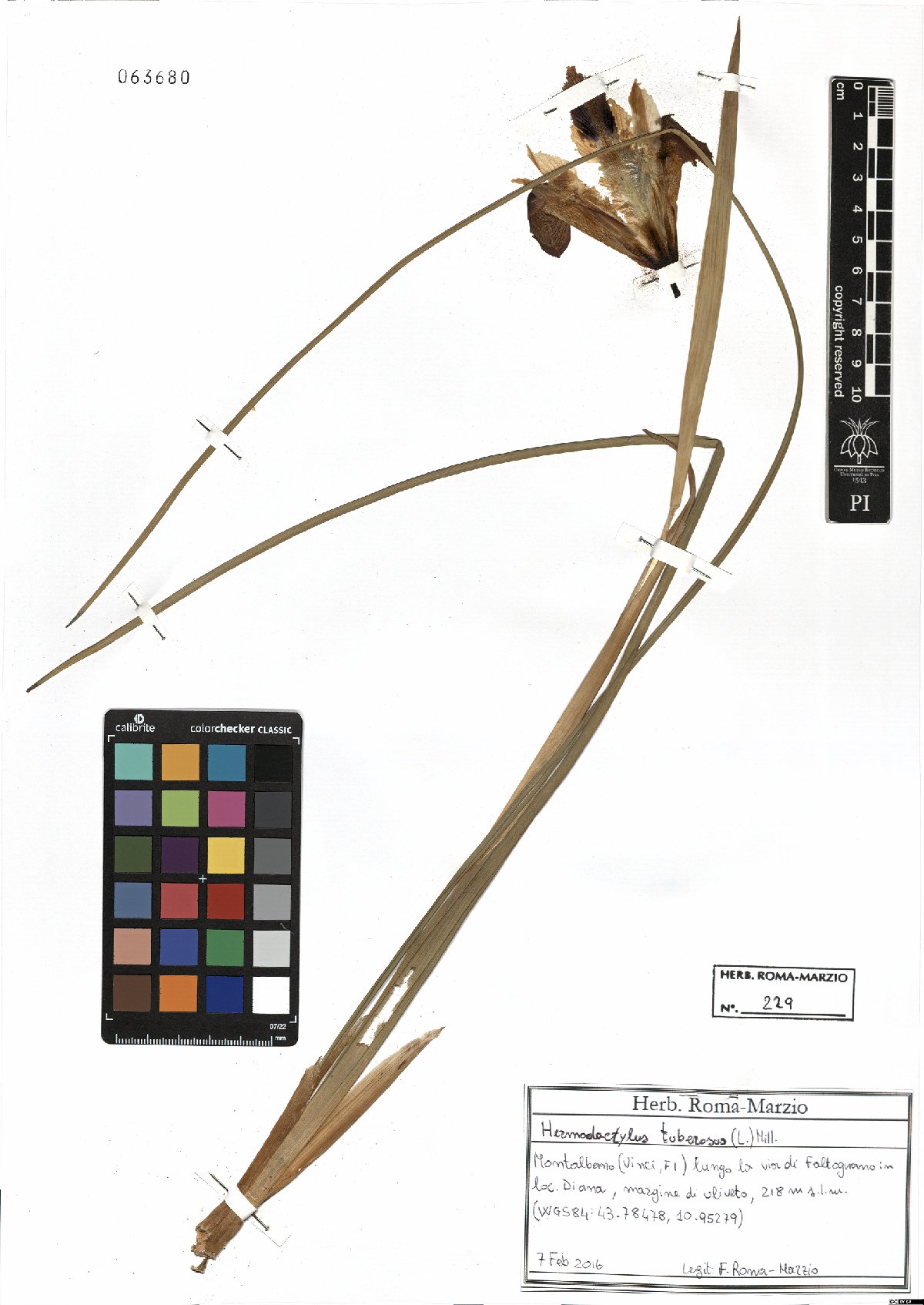 Specimen PI-63680