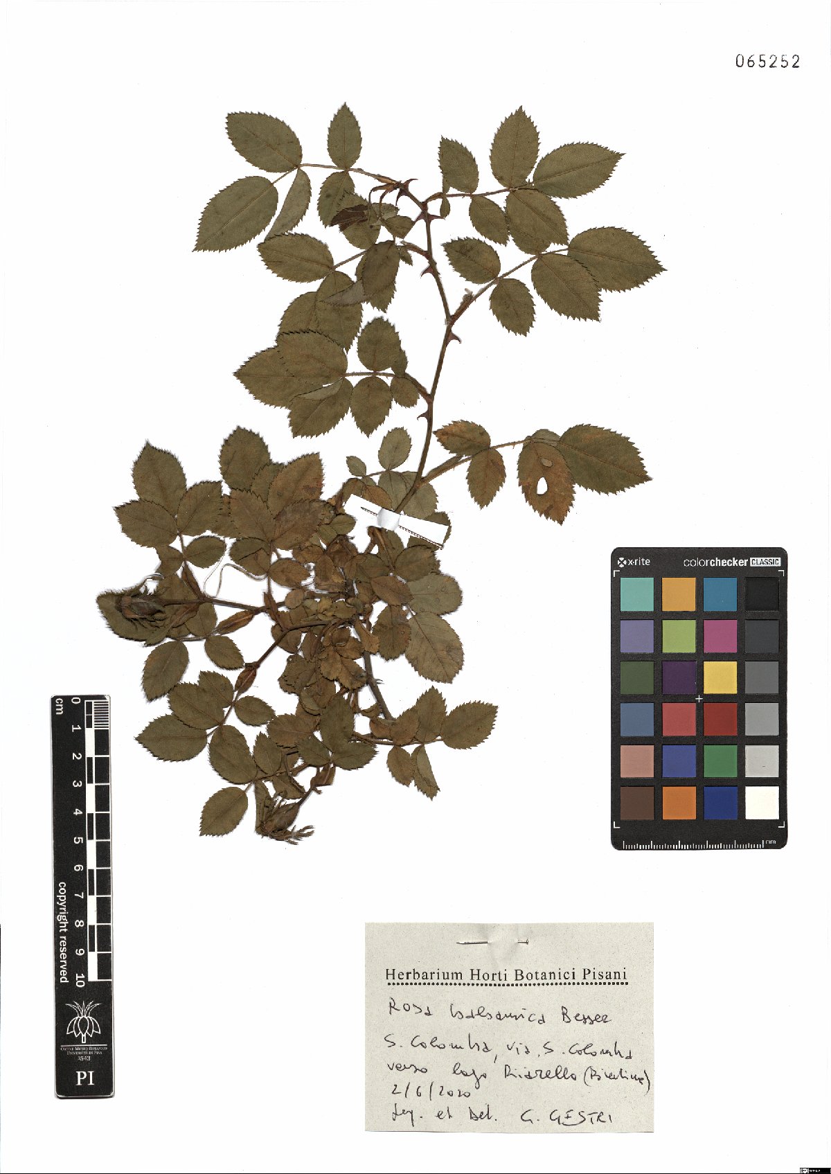 Specimen PI-65252