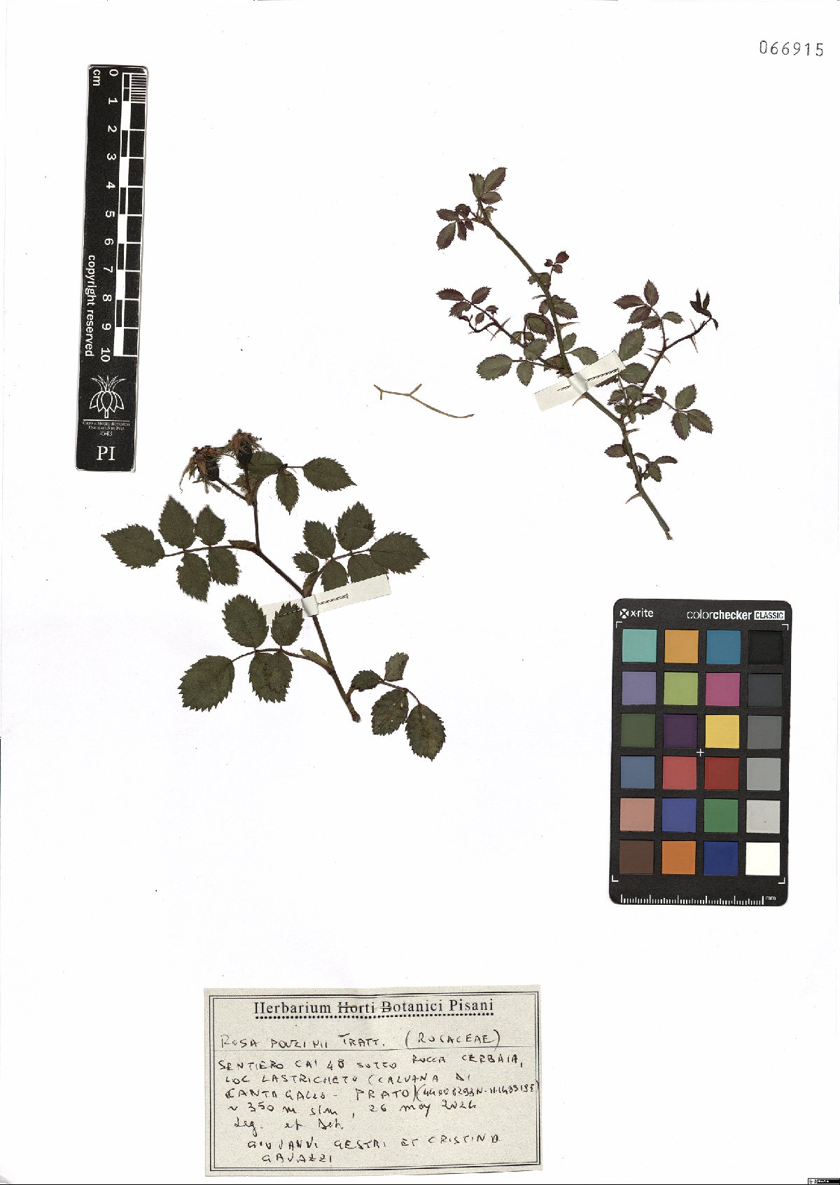 Specimen PI-66915