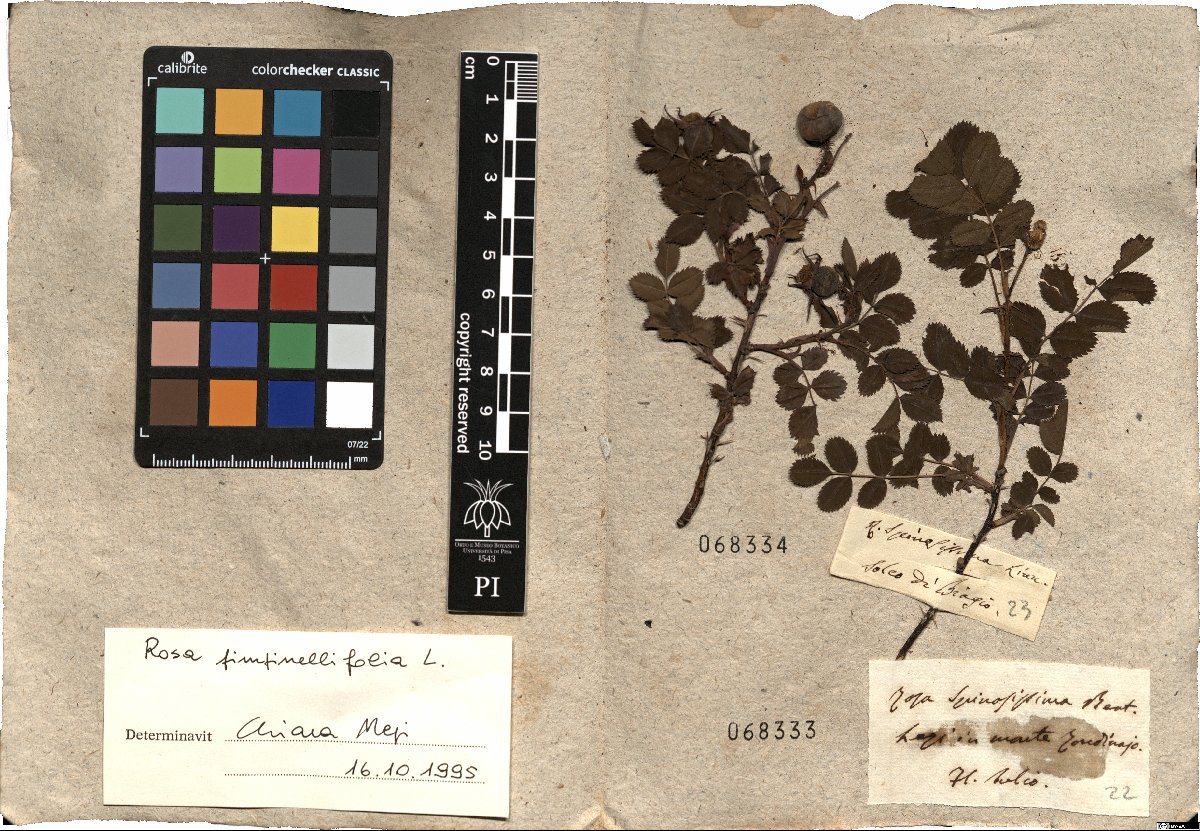 Specimen PI-68333