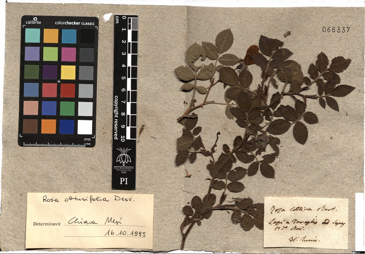 Specimen PI-68337