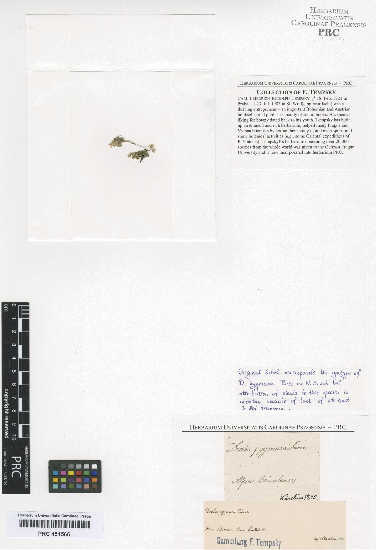 Draba pygmaea Turcz. ex N. Busch