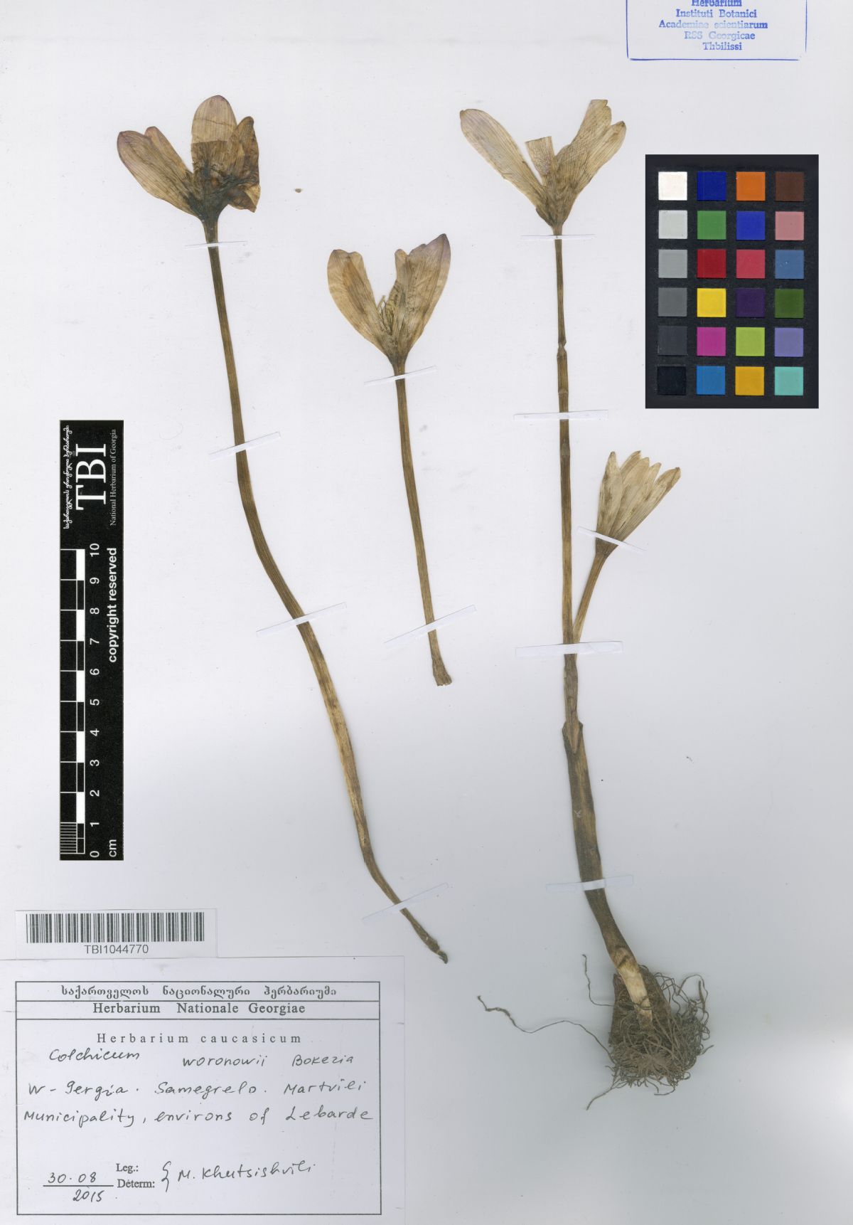 Colchicum woronowii