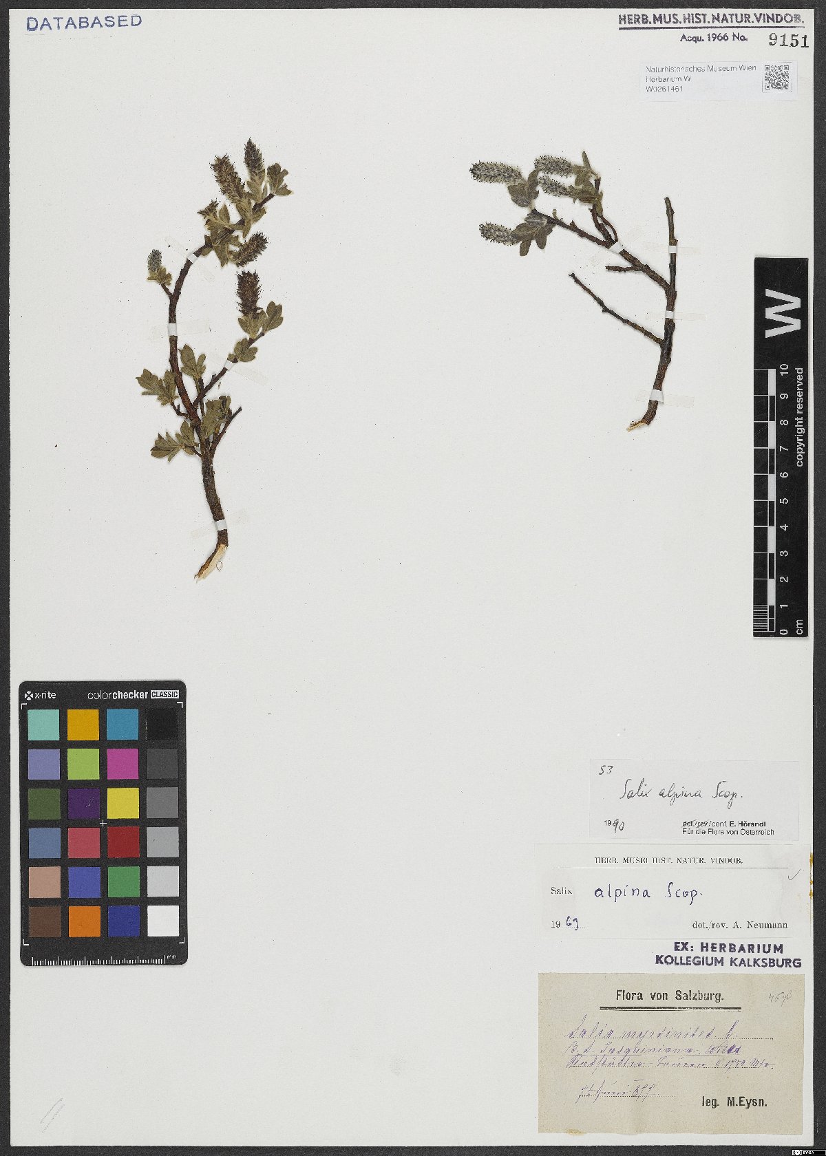 Salix alpina Scop.