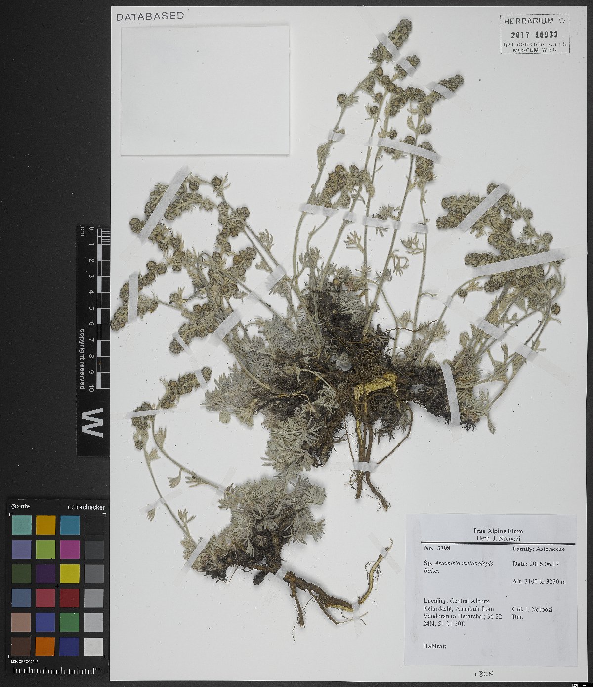 Artemisia melanolepis