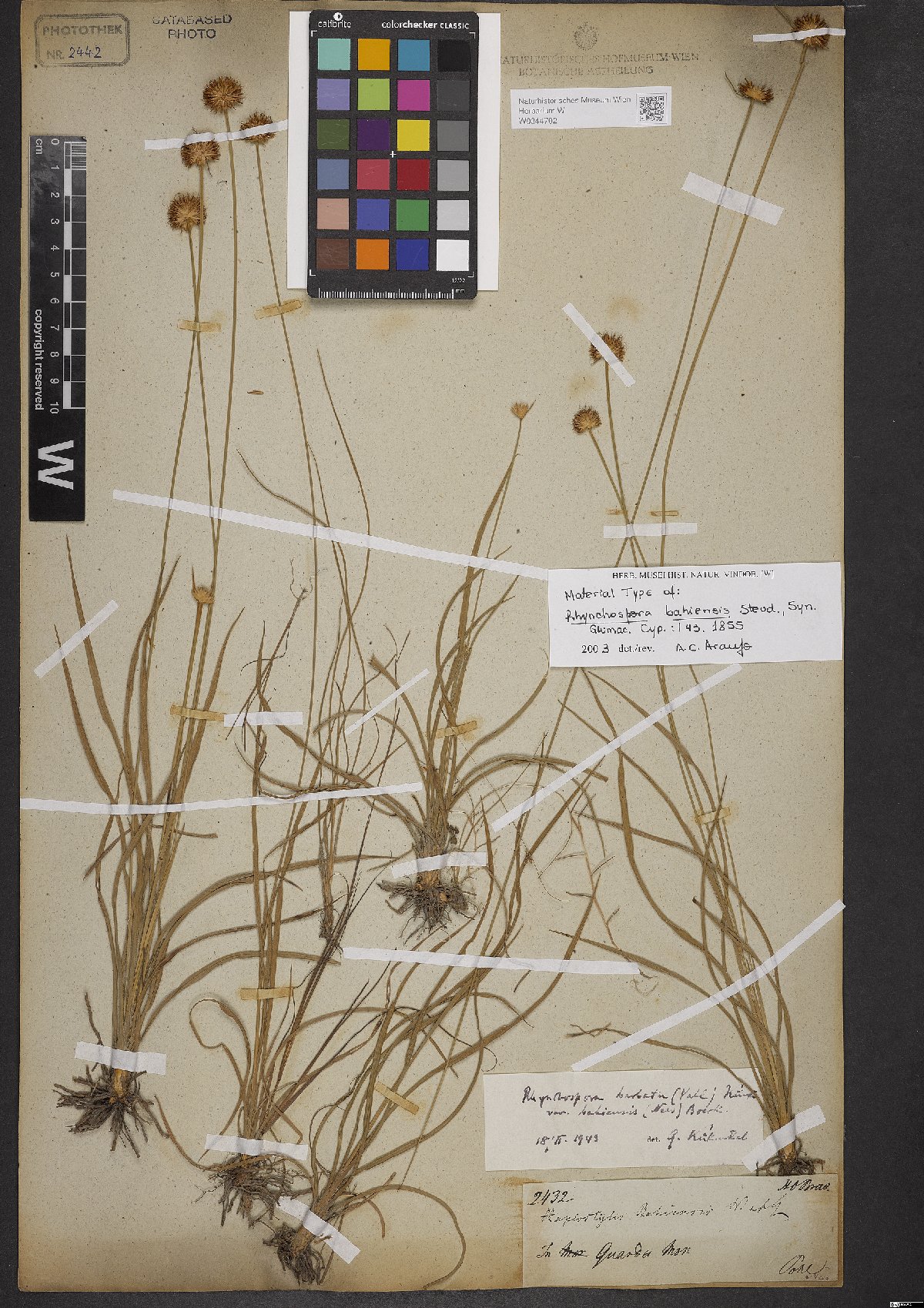 Haplostylis bahiensis