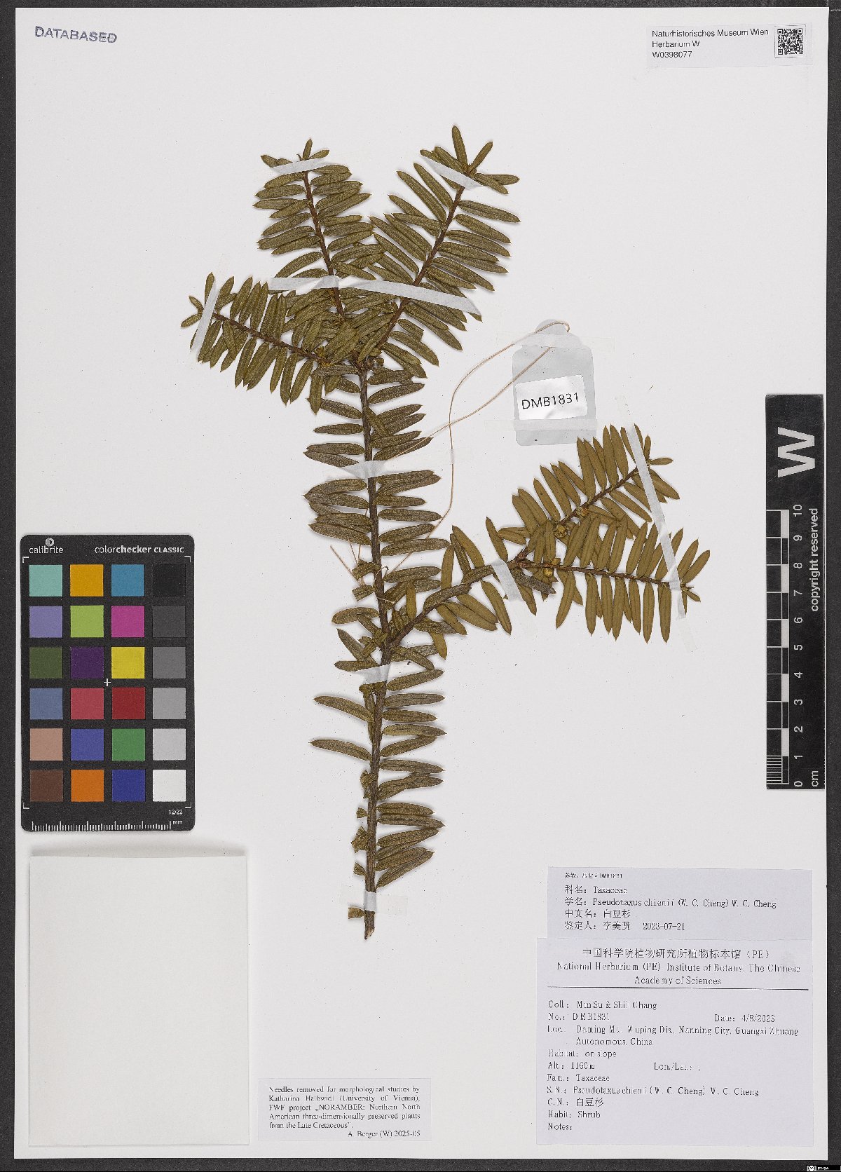 Pseudotaxus chienii