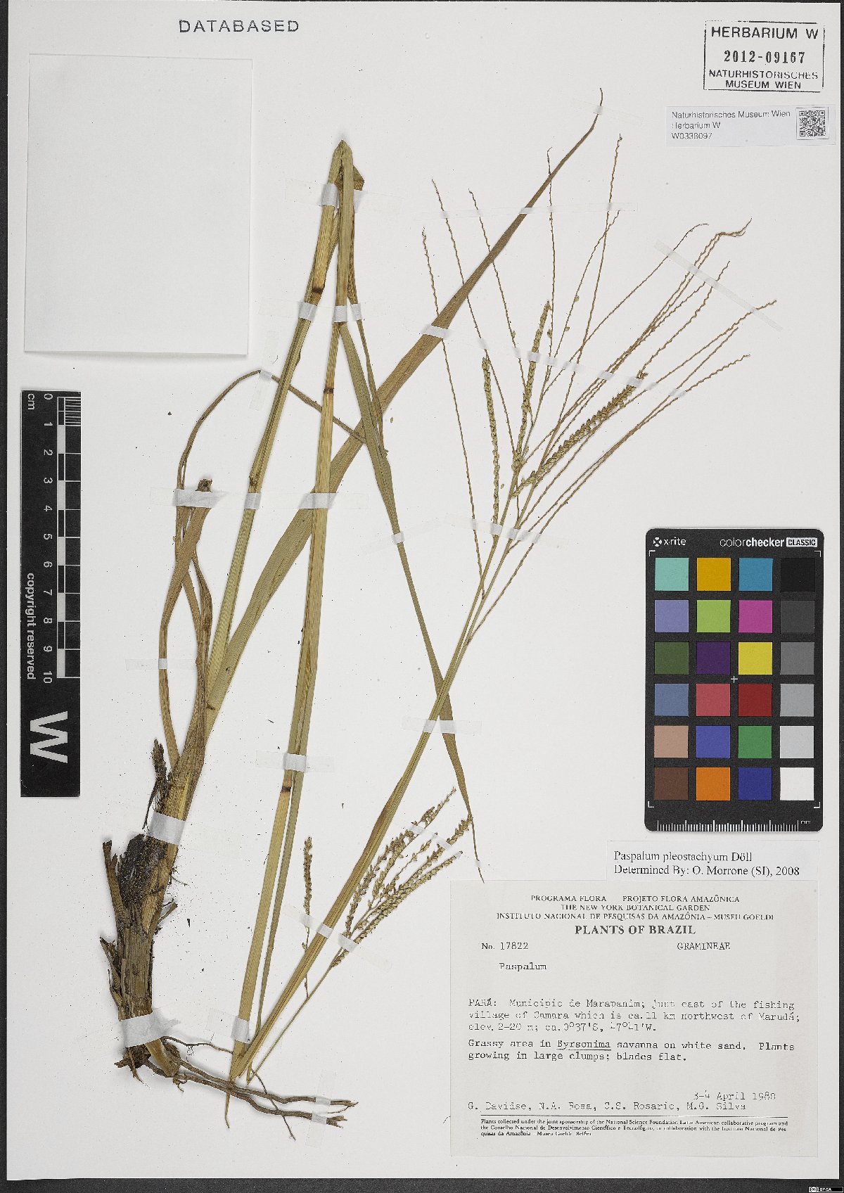 Paspalum pleostachyum