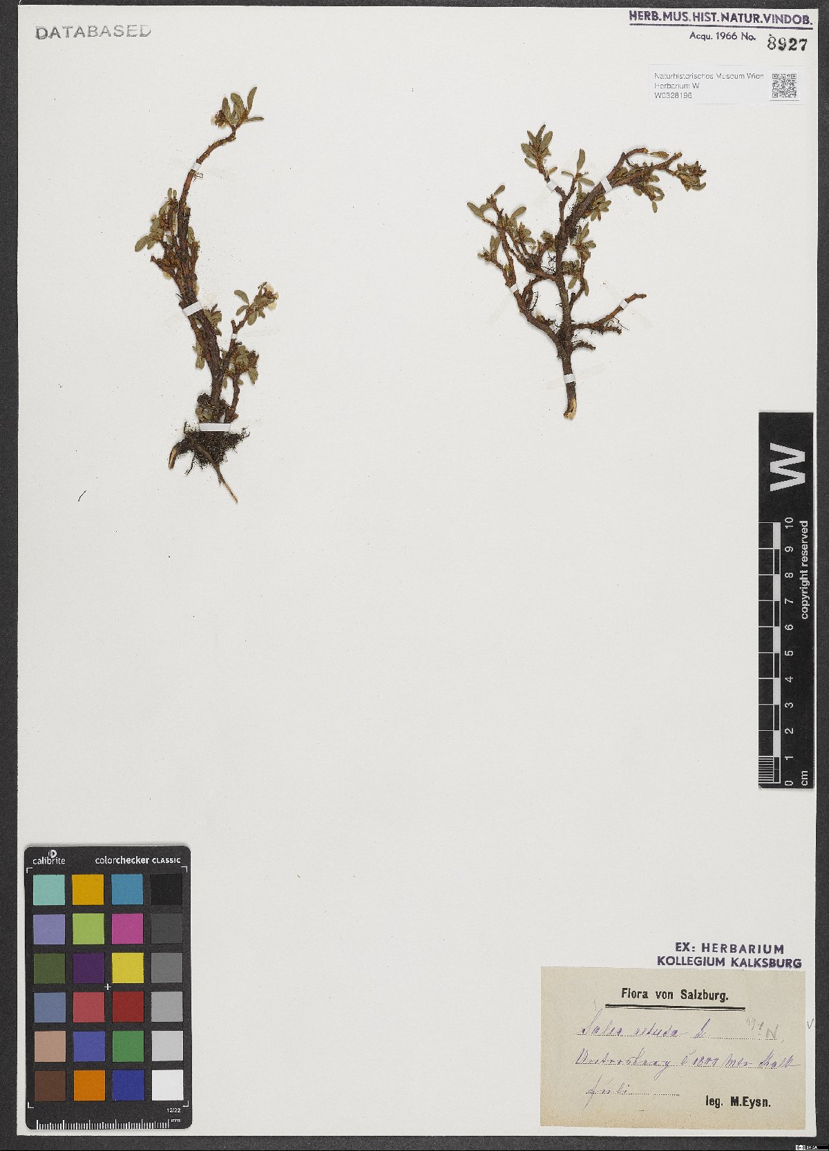 Salix retusa L.