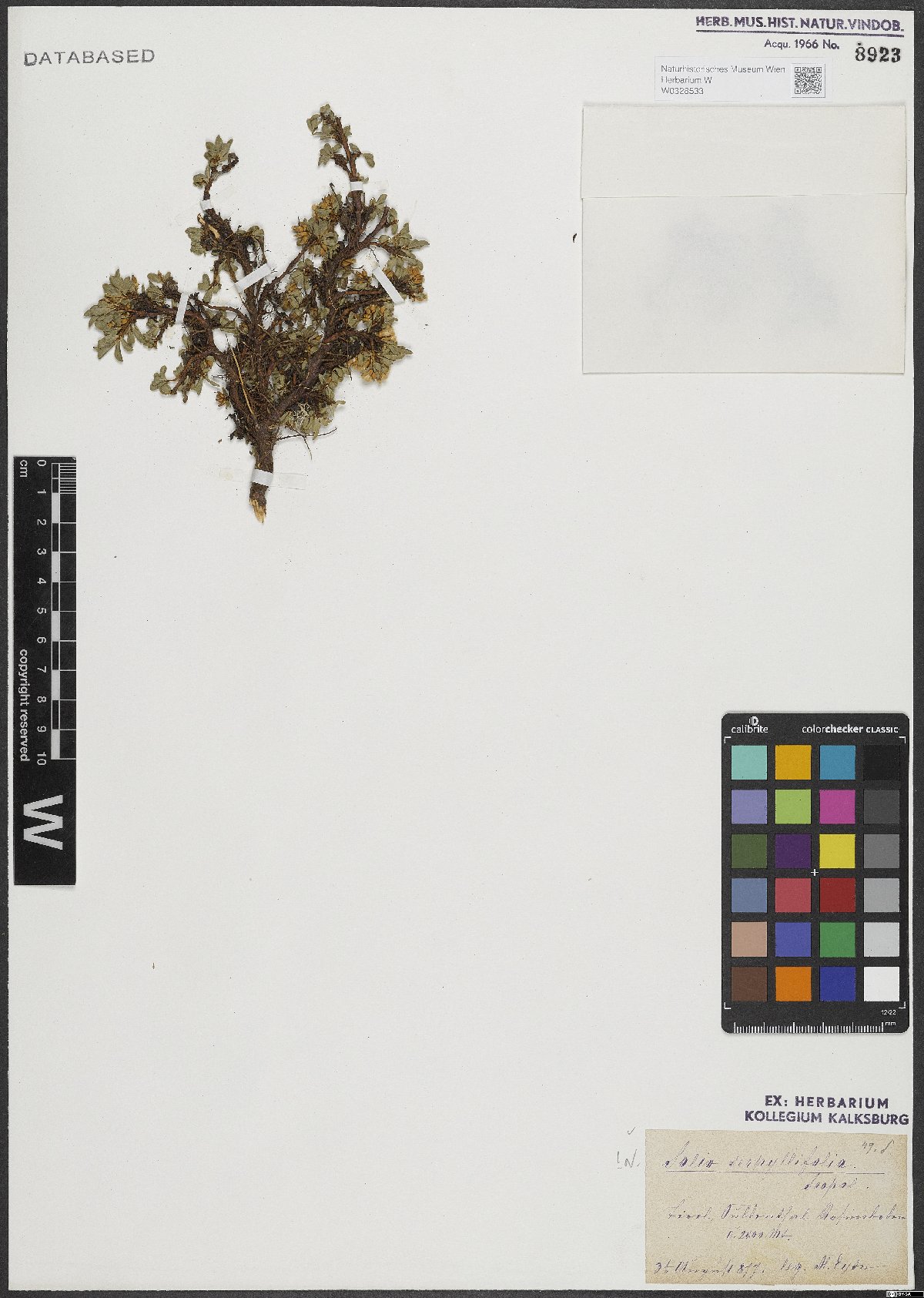 Salix serpyllifolia Scop.